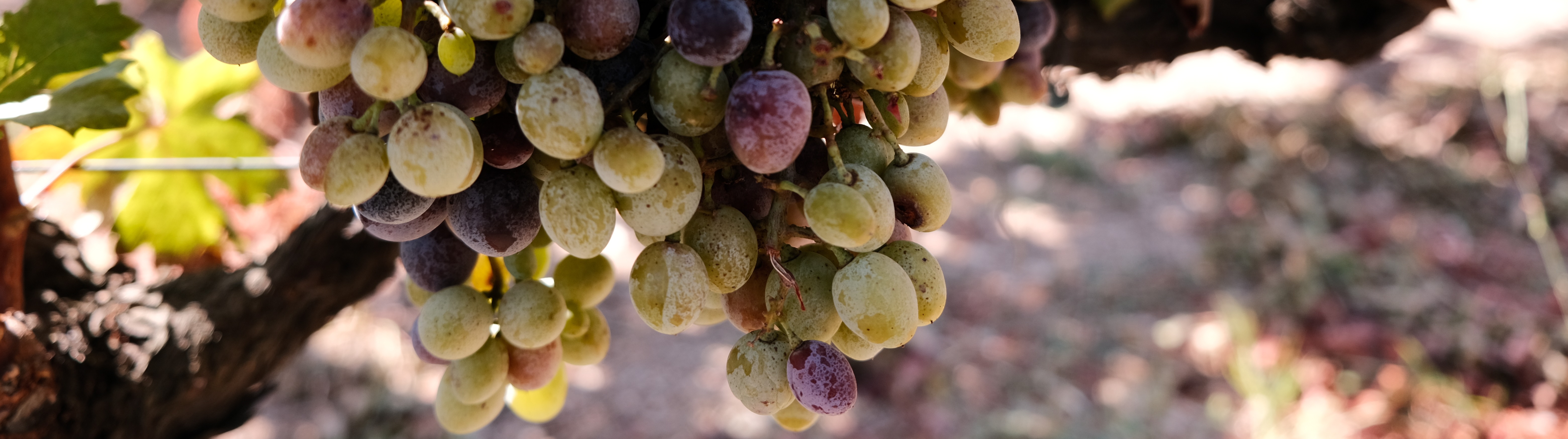 temp pic from arkadia